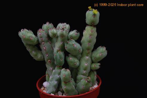 Euphorbia leach
