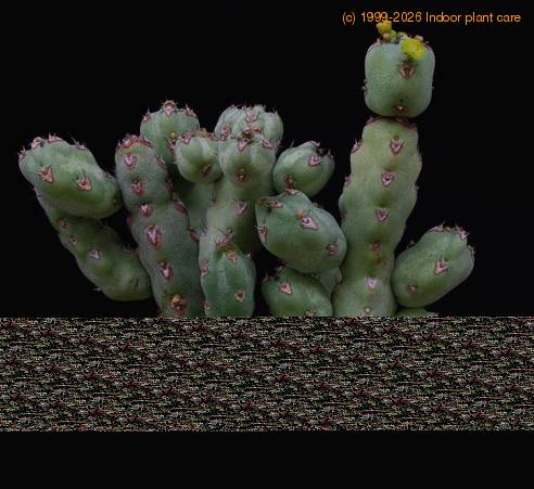 Euphorbia leach SIb