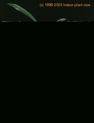 Euphorbia lophogona 1289