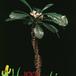 Euphorbia lophogona 1289