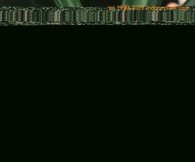 Euphorbia lophogona flower 1291