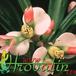 Euphorbia lophogona flower 1291