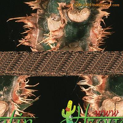 Euphorbia lophogona thorn 1292