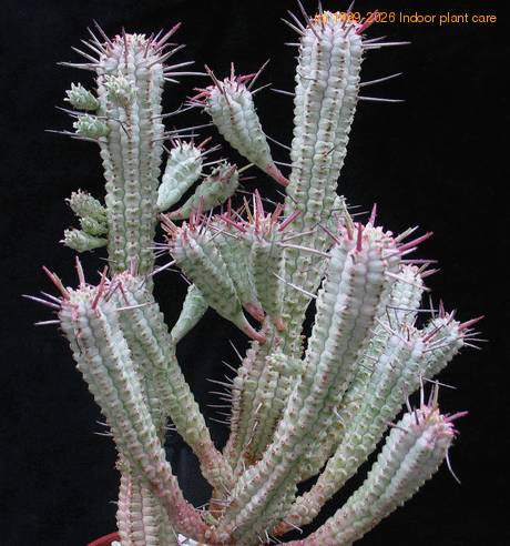 Euphorbia mammillaris f. variegata