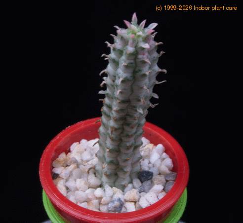Euphorbia mammillaris MOP