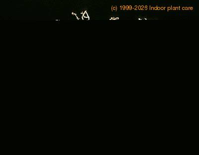 Euphorbia meloformis 1252