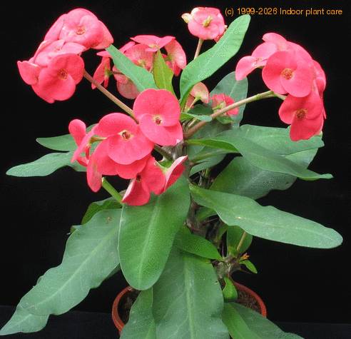 Euphorbia milii splendens SIb
