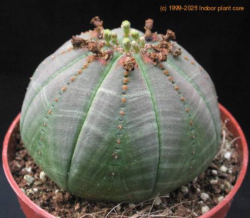 Euphorbia obesa 1