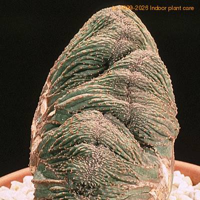 Euphorbia obesa cristata 1372