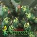 Euphorbia obesa flower 1112