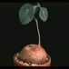 Euphorbia orbiculifolia 3100