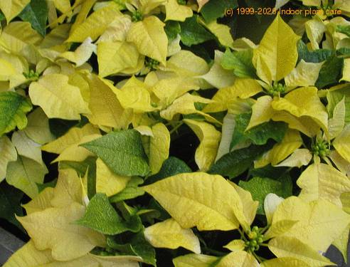 Euphorbia pulcherrima var1