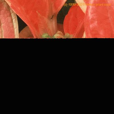 Euphorbia pulcherrima variacija flower 1008