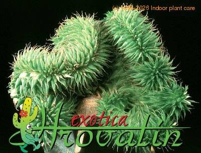 Euphorbia suzannae cristata 1260