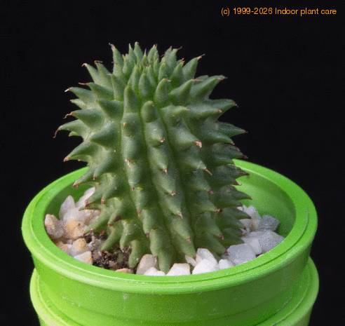 Euphorbia suzannae MOP