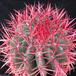 Ferocactus acanthodes