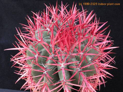 Ferocactus acanthodes