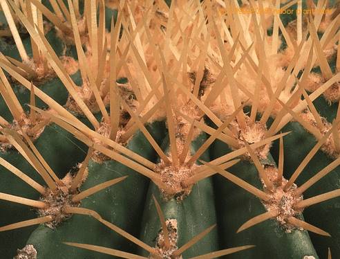 Ferocactus glaucescena 620