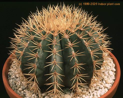 Ferocactus glaucescens 619