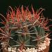 Ferocactus gracilis 626