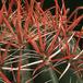 Ferocactus gracilis 628