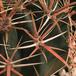 Ferocactus gracilis 629