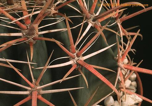 Ferocactus gracilis 629
