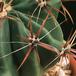 Ferocactus recurvus 622