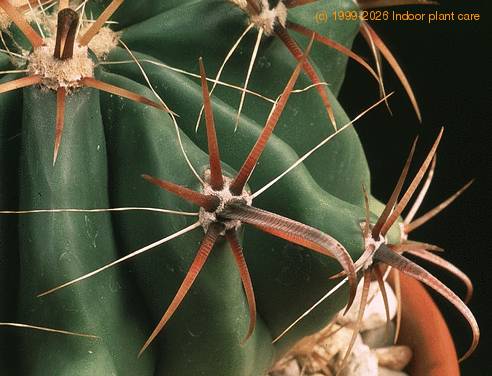 Ferocactus recurvus 622