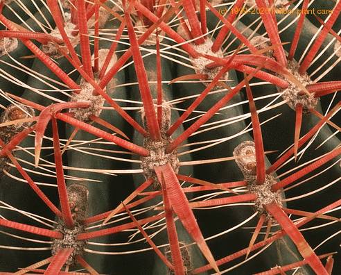 Ferocactus stainesii 631