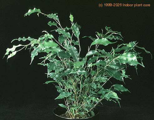 Ficus benjamina exotica 1878