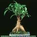 Ficus retussa 2614