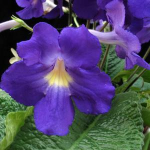 Flowering plants