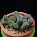 Frithia pulchra MOP