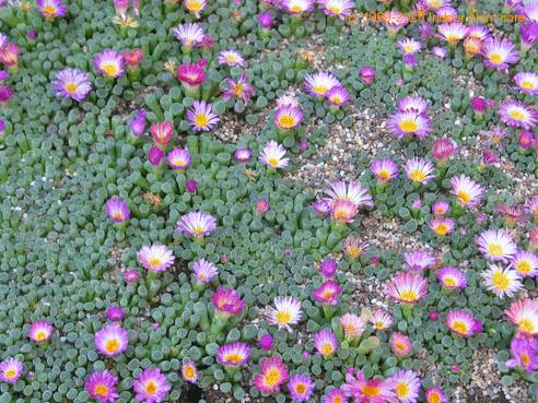 Frithia  pulchra sejancki