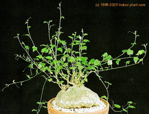 Garrardanthus macrorhizus 1650