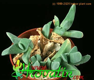 Gibbaeum heathii 1533