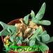 Gibbaeum heathii 1533