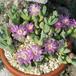 Gibbaeum sp