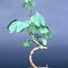 Ginkgo biloba 2602