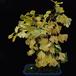 Ginkgo biloba