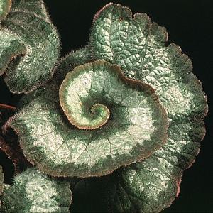 Green plants