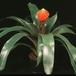 Guzmania conifera 2046