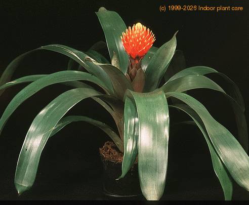 Guzmania conifera 2046