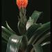 Guzmania conifera 20460