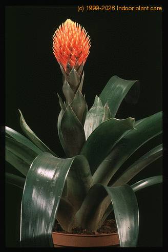 Guzmania conifera 20460