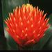 Guzmania conifera