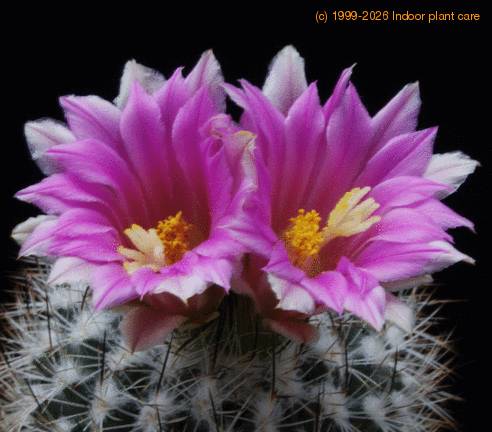 Gymnocactus beguinii SIf