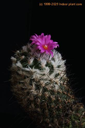 Gymnocactus viereckii SIb