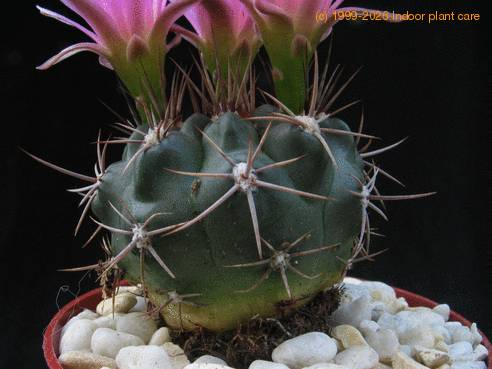 Gymnocalycium 2